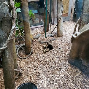 Pancake Tortoises - August 2021