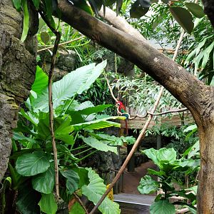 Tropic Zone - August 2021