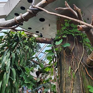 Tropic Zone - August 2021