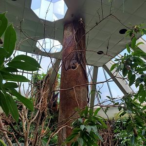 Rodriguez Flying Fox - August 2021