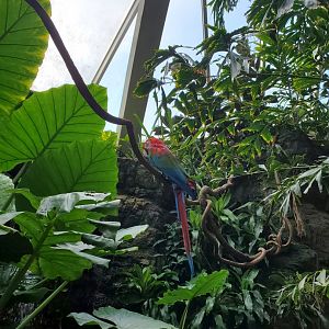 Green-Winged Macaw - August 2021