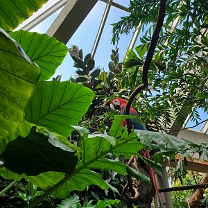 Green-Winged Macaw - August 2021