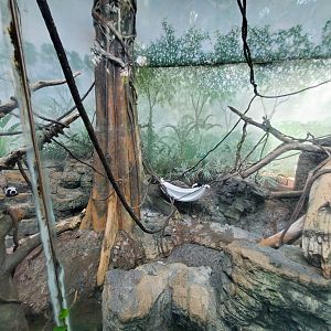 Black-and-White Ruffed Lemur Habitat - August 2021