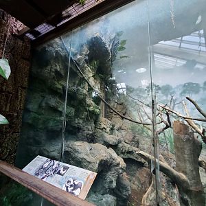 Black-and-White Ruffed Lemur Habitat - August 2021