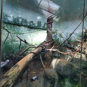 Black-and-White Ruffed Lemur Habitat - August 2021