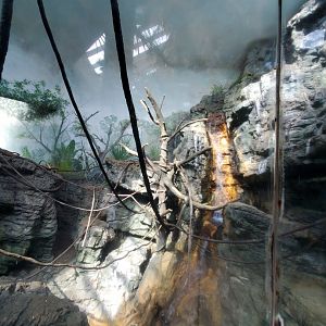 Black-and-White Ruffed Lemur Habitat - August 2021