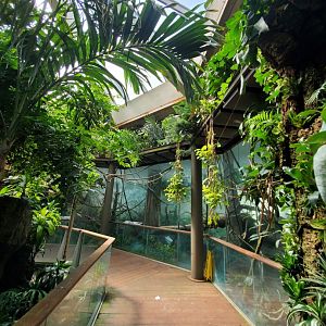 Black-and-White Ruffed Lemur Habitat - August 2021