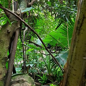 Nicobar Pigeon - August 2021