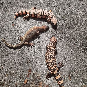 Two species of Heloderma