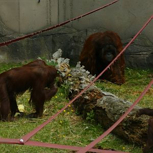 Bornean orangutans, August 2021