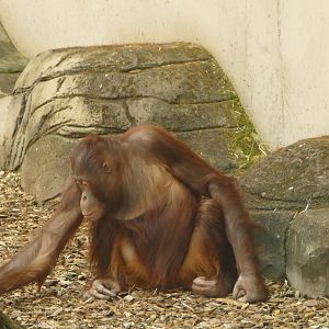 Bornean orangutan, August 2021
