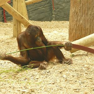 Bornean orangutan, August 2021