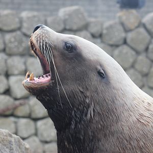 Steller sea lion