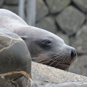 Steller sea lion