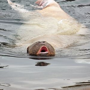 Pacific walrus