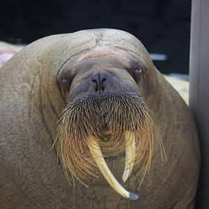 Pacific walrus