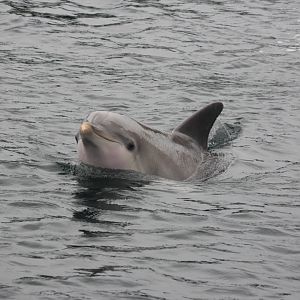 Common bottlenose dolphin