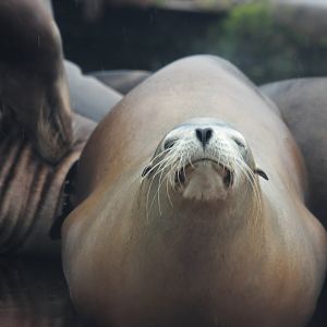 California sea lion