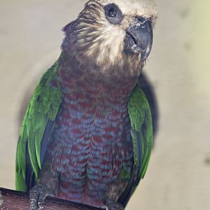 Hawk-headed parrot