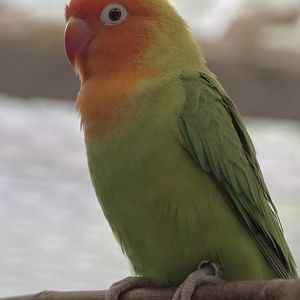 Nyasa lovebird