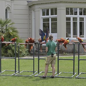 Free flying scarlet macaws