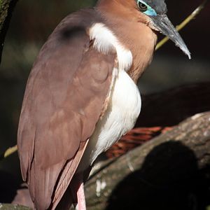 Rufous night heron (Nycticorax caledonicus)