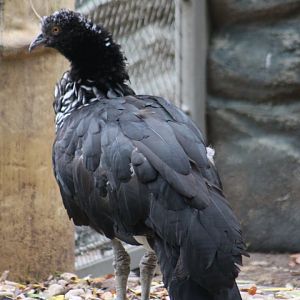 Horned screamer (Anhima cornuta)