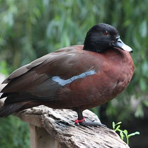 Hartlaub's duck (Pteronetta hartlaubii)