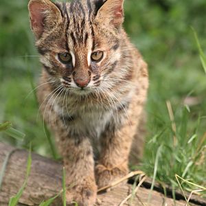 Amur leopard cat (Prionailurus bengalensis euptilura) - kitten