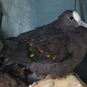 New Guinea bronzewing (Henicophaps albifrons)