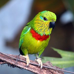 Salvadori's fig-parrot (Psittaculirostris salvadorii)