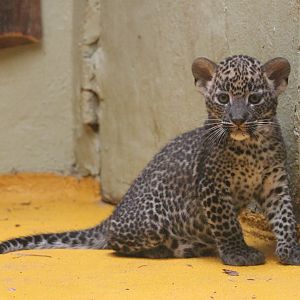 Sri Lankan leopard (Panthera pardus kotiya) - kitten