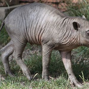 Sulawesi babirusa (Babyrousa celebensis) - piglet
