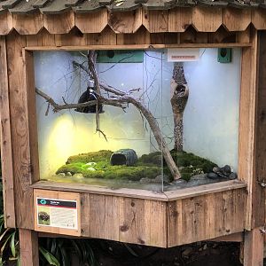 Yosemite toad exhibit (formerly home to house mice)
