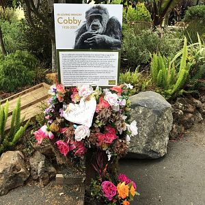 Memorial to Cobby the chimp