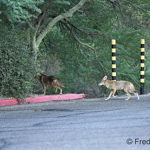 coyotes in my parking lot