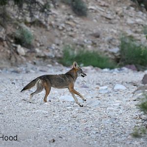 coyote running