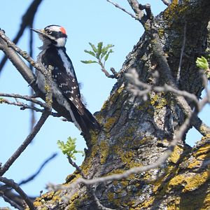 Downy Woodpecker