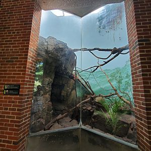 Southern Coati Exhibit - August 2021