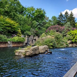 Japanese Macaque Habitat -August 2021