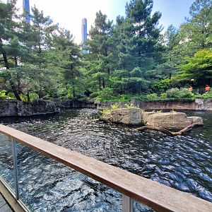 Japanese Macaque Habitat - August 2021