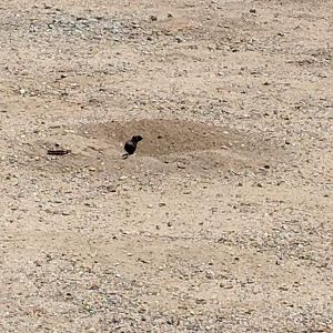 Melanistic Round-tailed ground squirrel (Xerospermophilus tereticaudus)