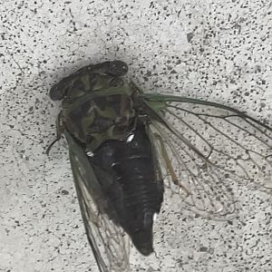 Linne's cicada