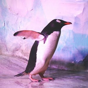 Gentoo Penguin