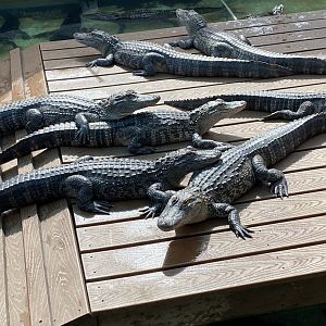American Alligator (Alligator mississippiensis)