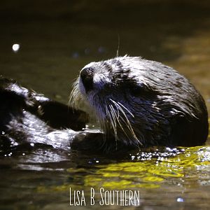 Sea Otter