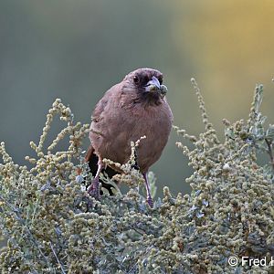aberts towhee with insect prey
