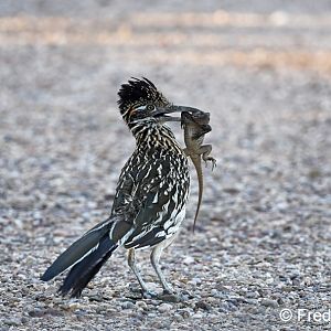 roadrunner with spiny lizard