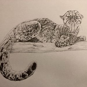 Marbled cat