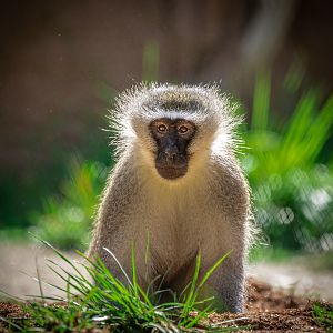 Vervet Monkey